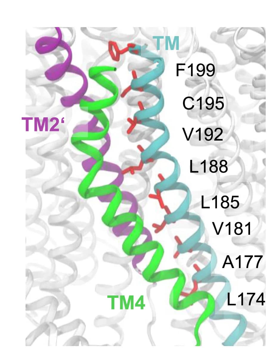Open access visualization of Protein Structure, A177, Residues, Snapshots