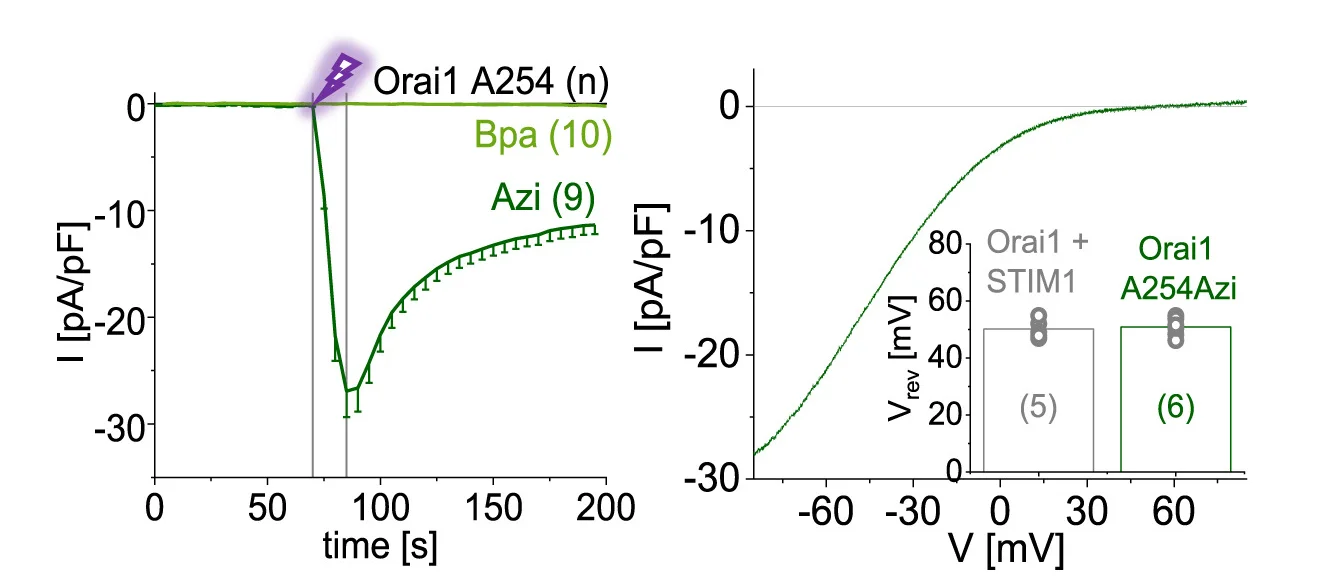 Open access visualization of Line Plot, Error Bars, Bar Plot, Calcium, Current Density