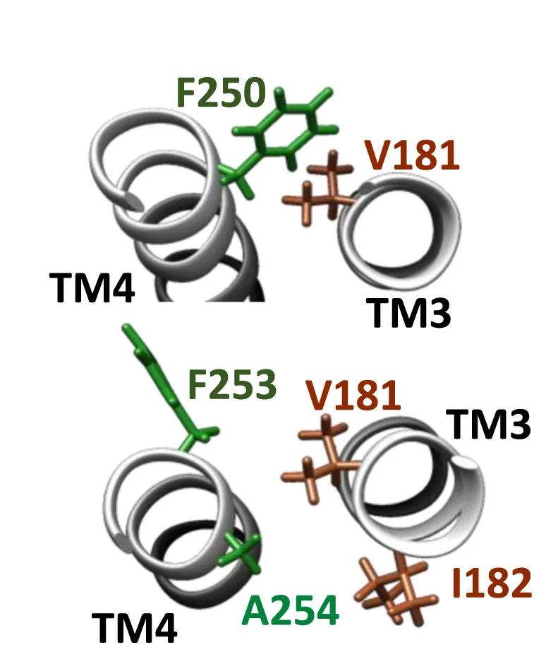 Open access visualization of Protein Structure, Chemical Structure, TM3-TM4 Interface, Residues, Schematics