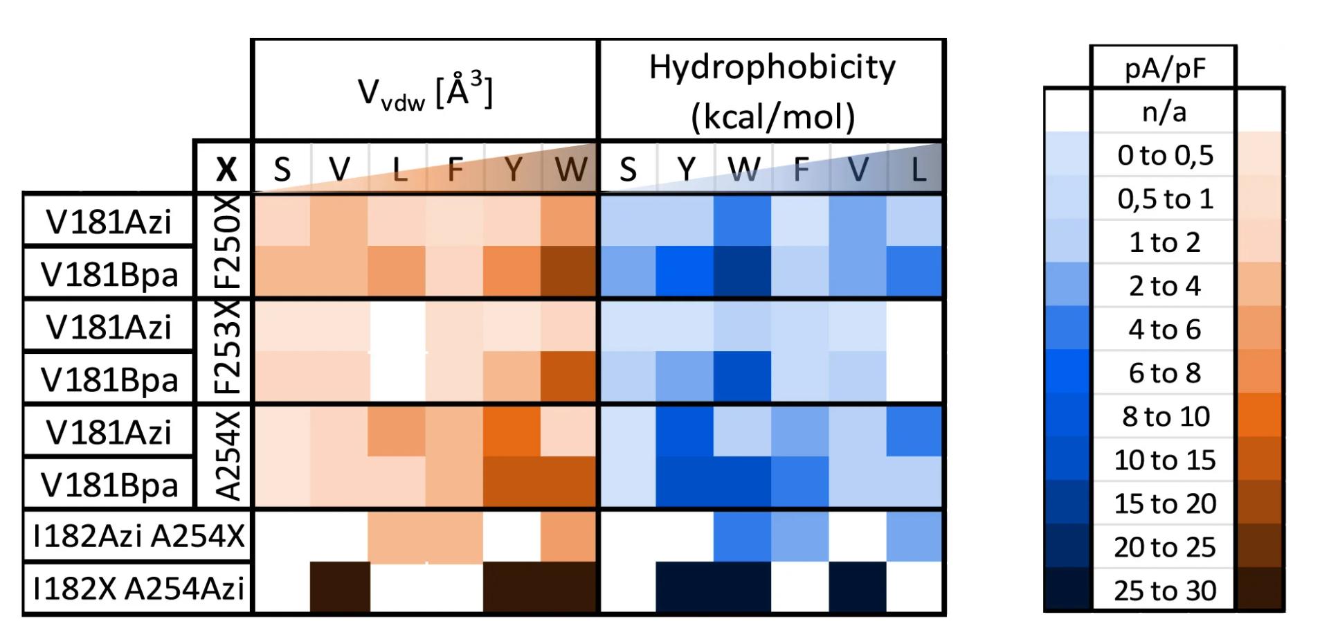 Open access visualization of Heatmap, Current Density, Orai1 Double Mutants, Hydrophobicity