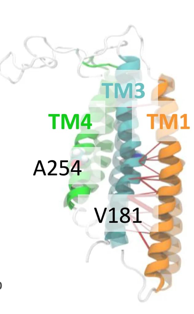 Open access visualization of Protein Structure, TM1, TM3, Interactions, Channel Conformation