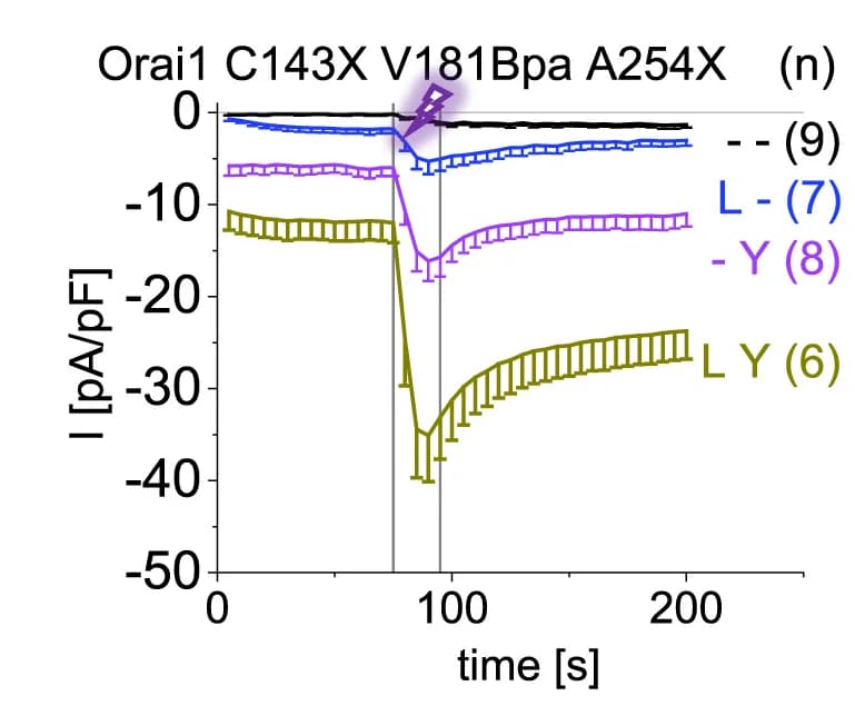 Open access visualization of Line Plot, Error Bars, Calcium Current Densities, Orai1 Mutants, UV Light