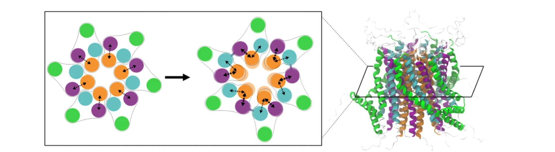 Open access visualization of Protein Structure, Illustration, Workflow, Orai1 Opening Mechanism, MD Simulations