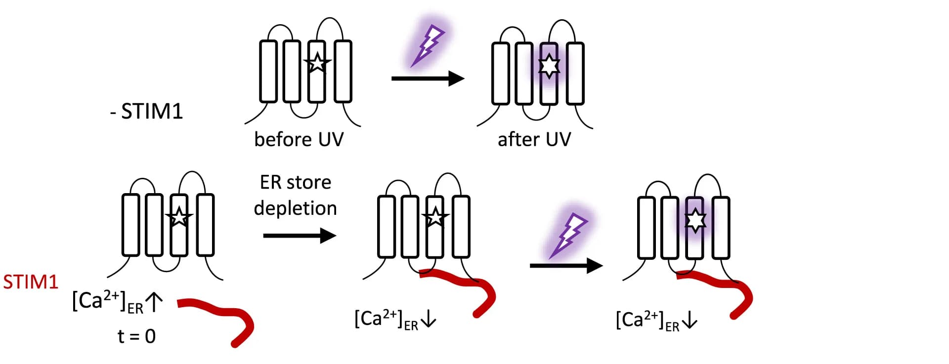 Open access visualization of Workflow, Flowchart, Illustration, Experimental Conditions, Calcium