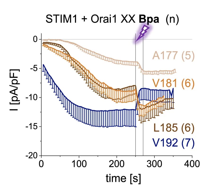 Open access visualization of Line Plot, Error Bars, Calcium, Current Densities, Orai1 Mutants