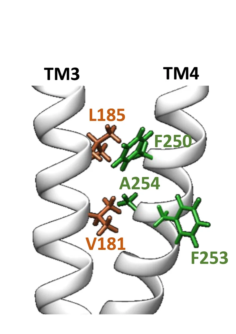 Open access visualization of Protein Structure, Chemical Structure, TM3-TM4 Interface, Residues