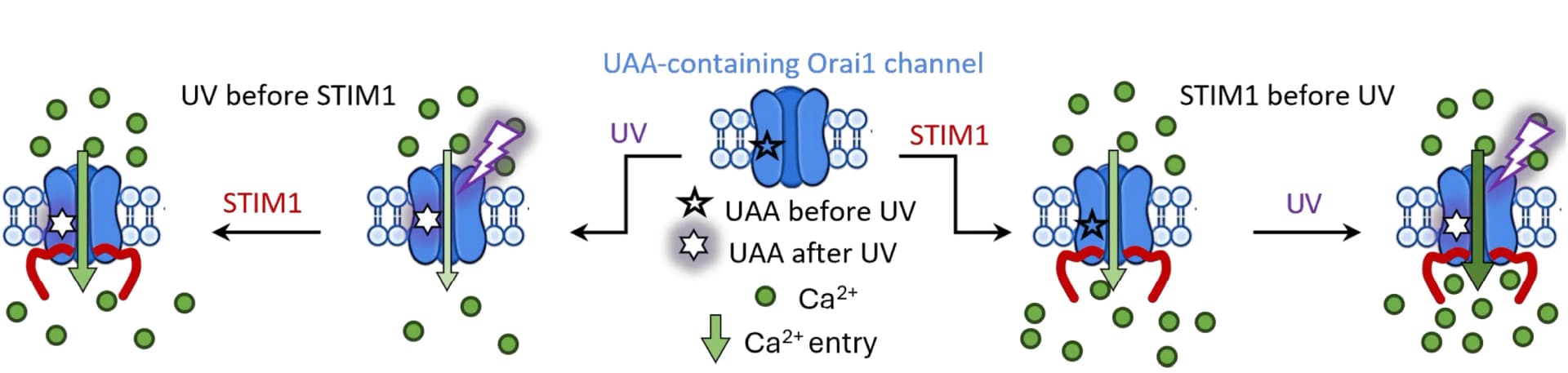 Open access visualization of Workflow, Flowchart, Illustration, Calcium Entry, Orai1