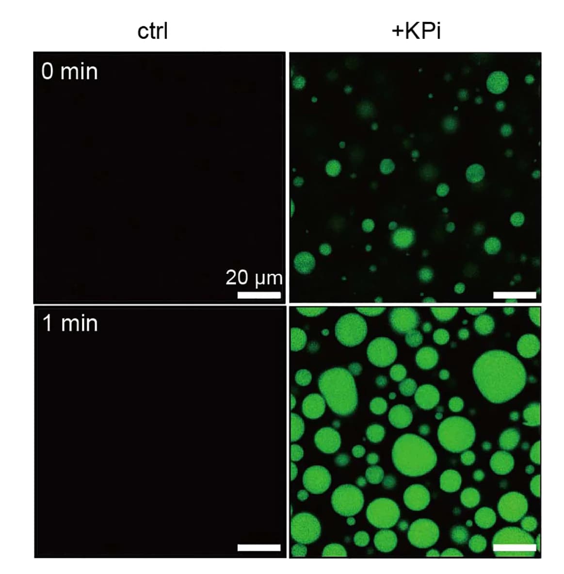Open access visualization of Microscopy, Fluorescence Images, GDVIEV Droplets, Alexa 488, KPi