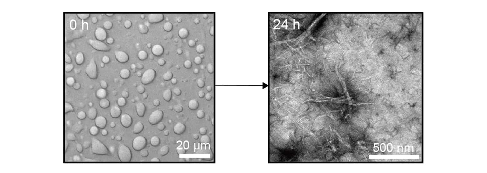 Open access visualization of Microscopy, DIC Image, TEM Image, GDVIEV Droplets