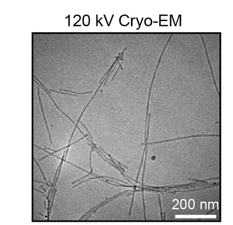 Open access visualization of Microscopy, Cryo-EM, Fibrils