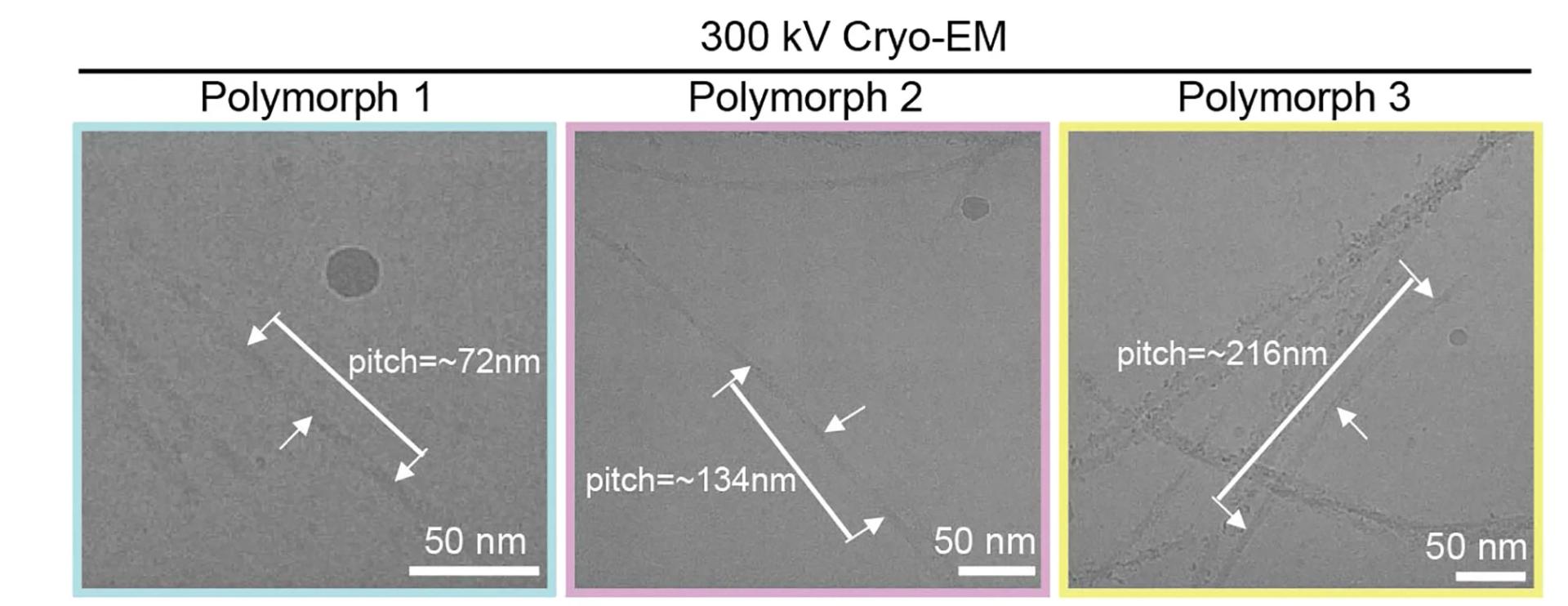 Open access visualization of Microscopy, Cryo-EM, Fibrils, Polymorph