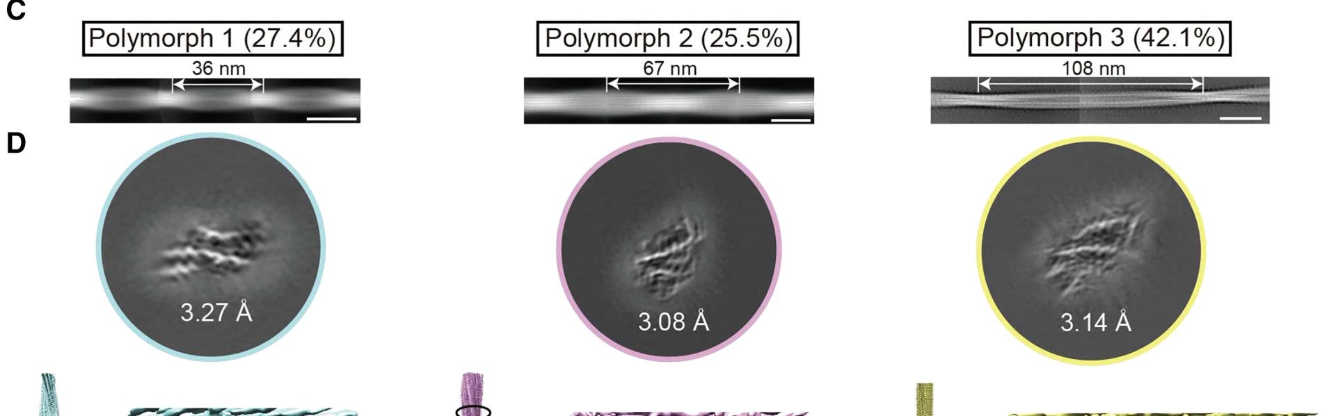 Open access visualization of Microscopy, Cryo-EM, Density Maps, Fibrils, Polymorph