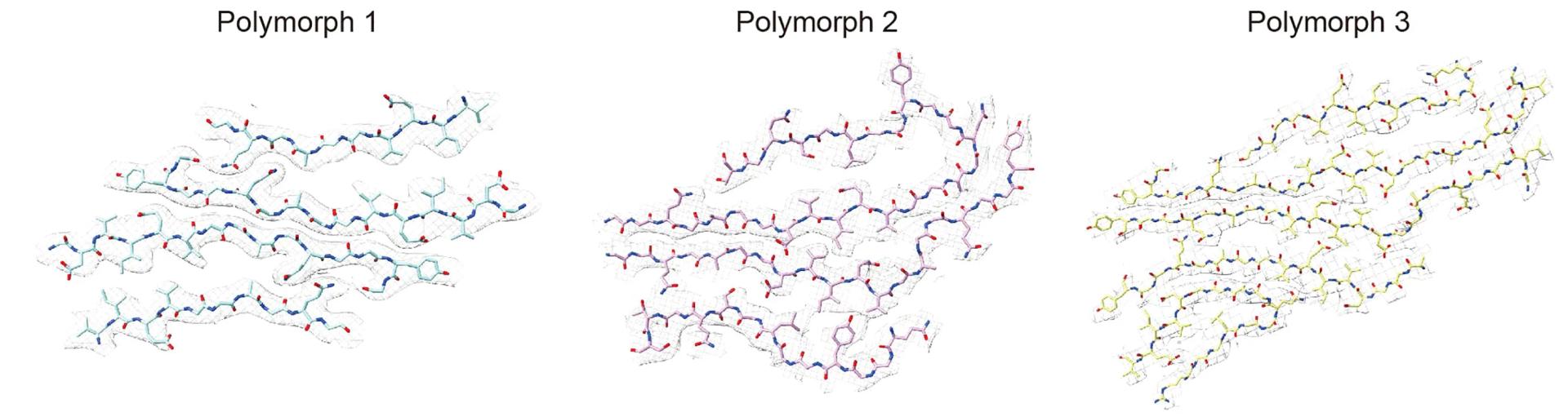 Open access visualization of Protein Structure, Chemical Structure, Structural Model, GDVIEV Fibrils, Polymorphs
