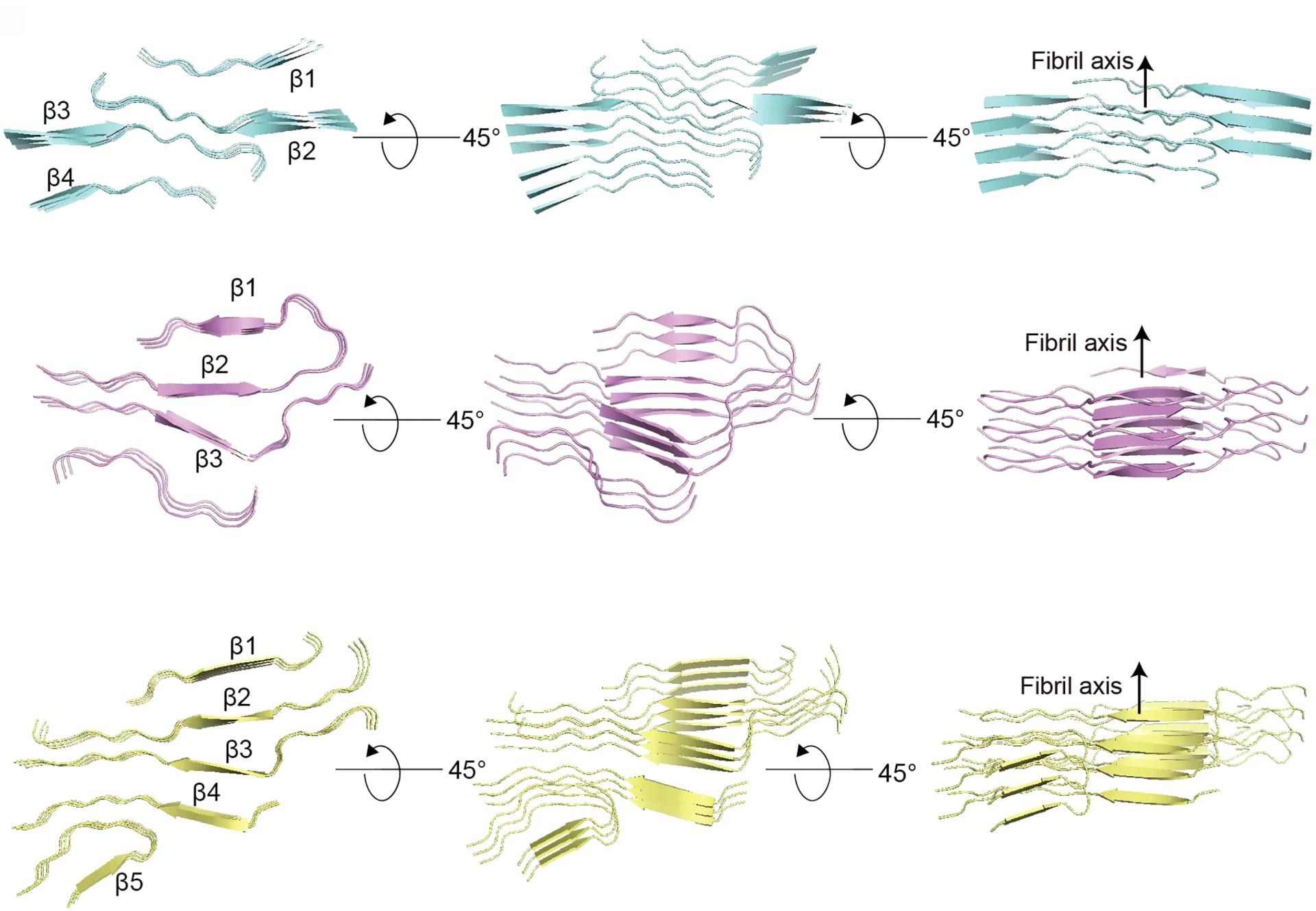 Open access visualization of Protein Structure, GDVIEV Fibrils, Cartoon, Beta Strands, Fibril Structures
