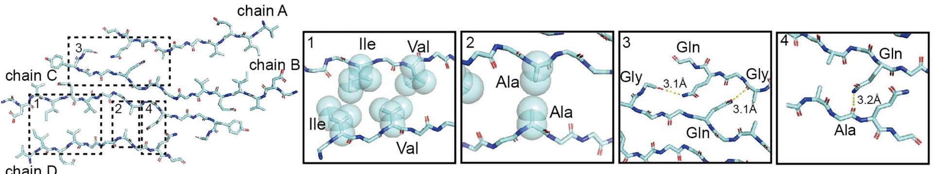 Open access visualization of Protein Structure, Chemical Structure, Protofilament, Polymorph 1, Hydrophobic Interactions