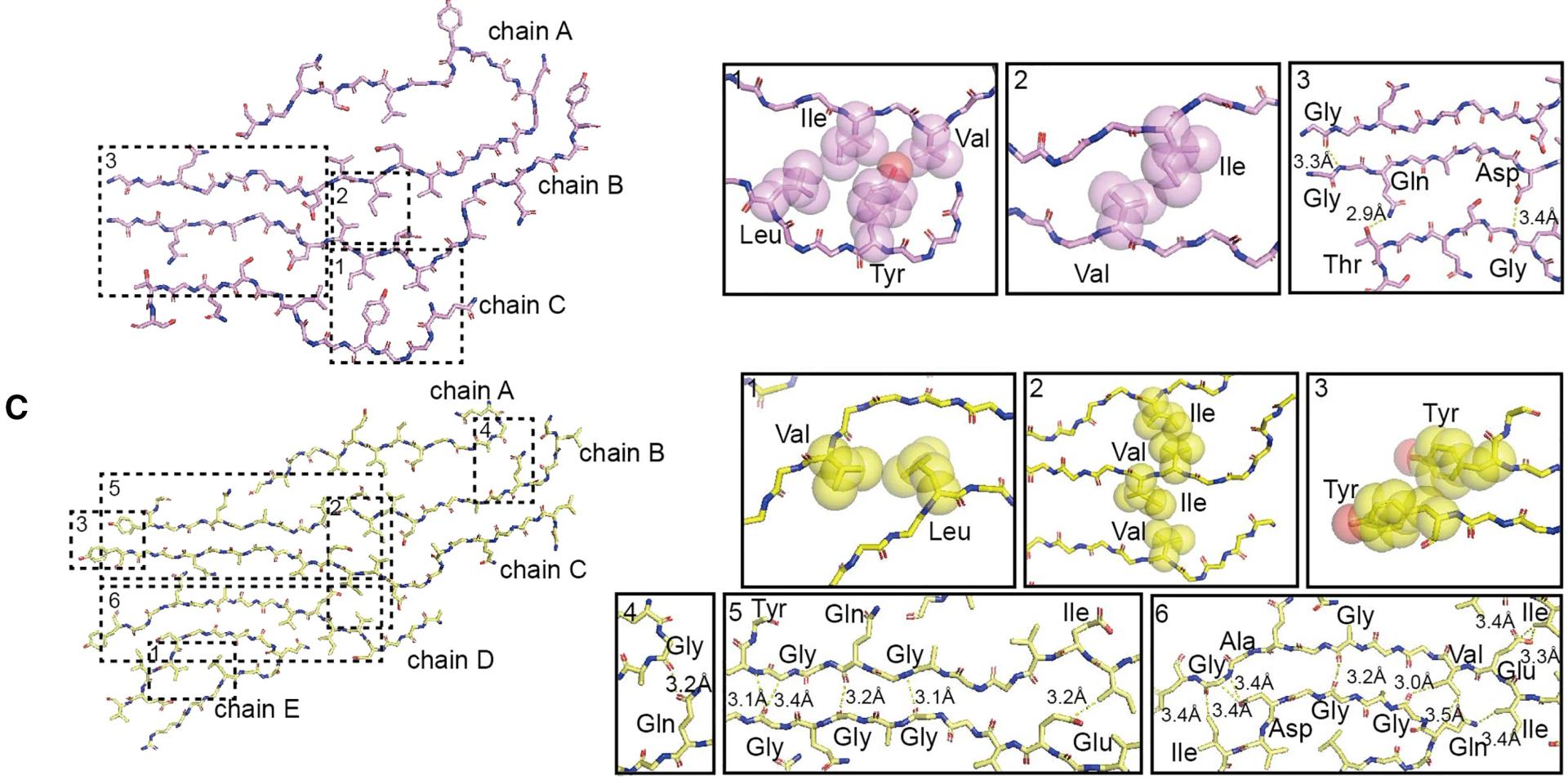 Open access visualization of Protein Structure, Chemical Structure, Protofilament, Polymorph 2, Hydrophobic Interactions