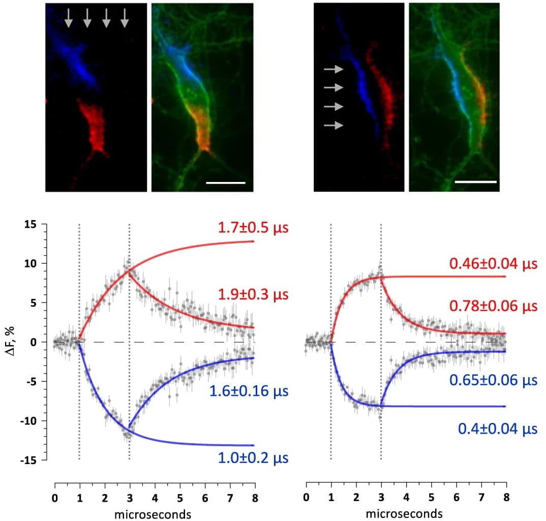 Open access visualization of Line Plot, Error Bars, Microscopy, Membrane Polarization, Neurons