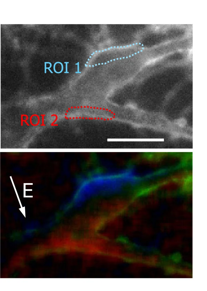 Open access visualization of Microscopy, Neuron, Electric Field, FluoVolt Dye, Membrane Polarization