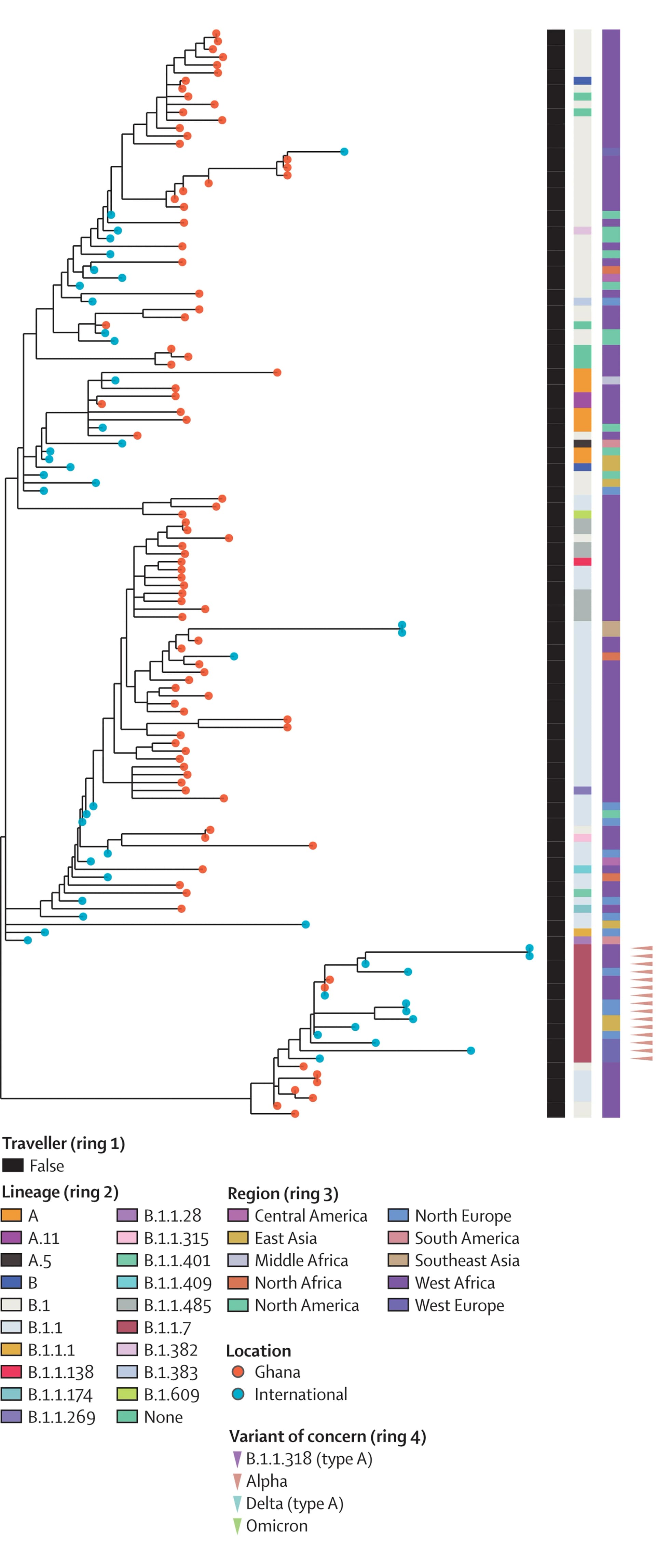 Open access visualization of Network, Bar Plot, Stacked Bar Plot, Phylogenetic Tree, Wave 1