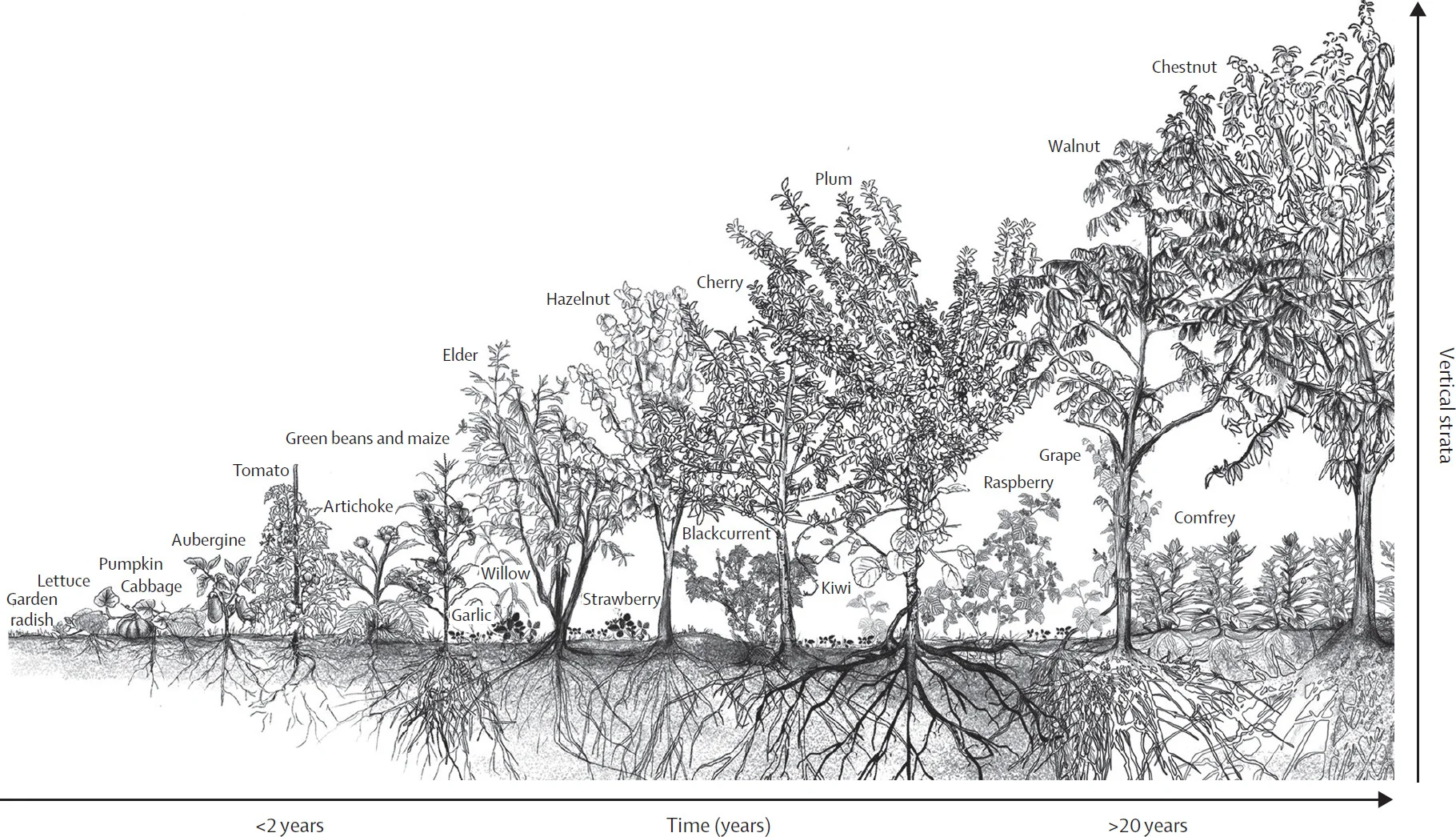 Open access visualization of Illustration, Syntropic Farming Systems, Ecological Succession, Pioneer Species, Annual Crops