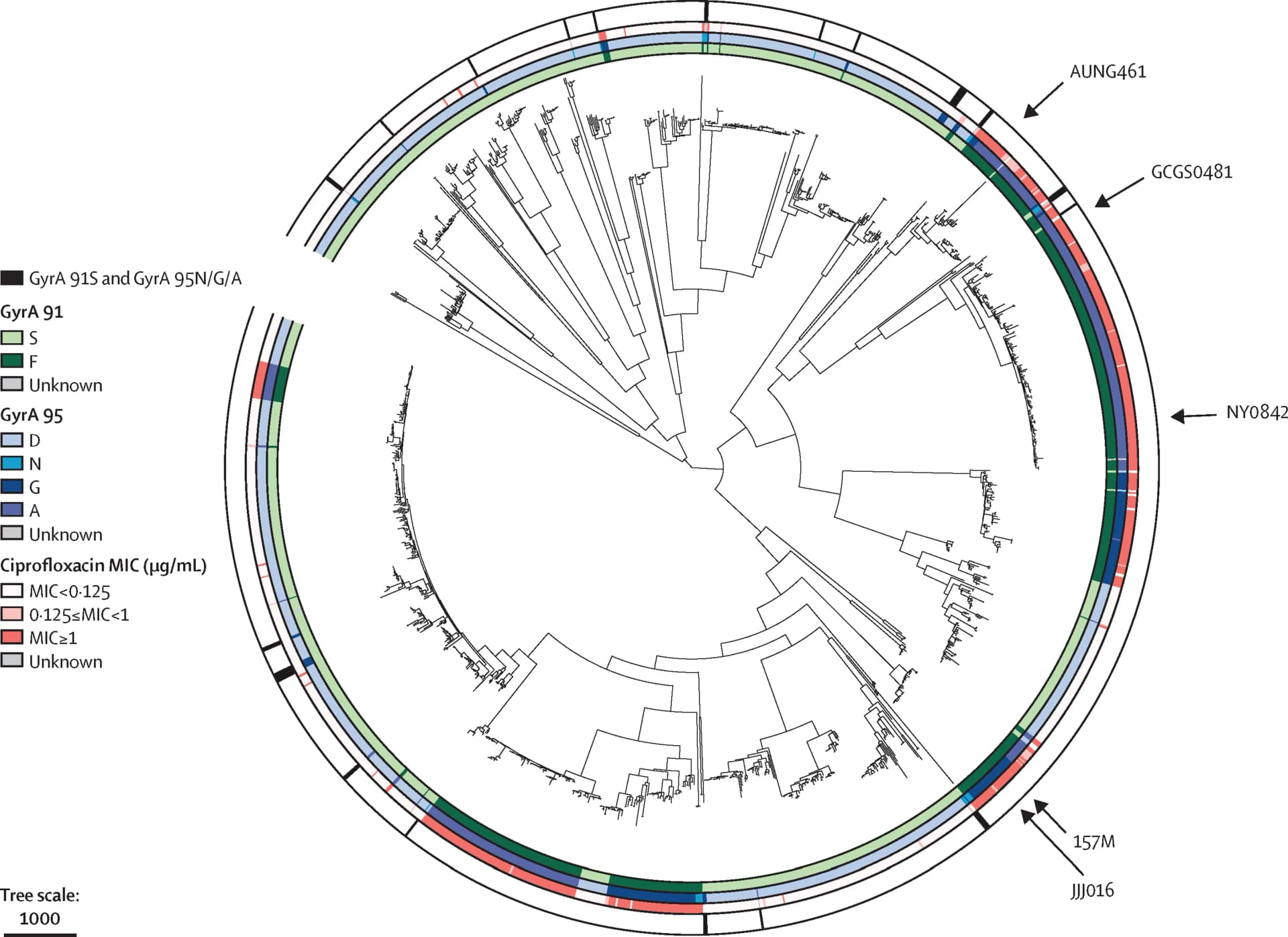 Open access visualization of Network, Pathway, Amino Acid, GyrA, Ciprofloxacin