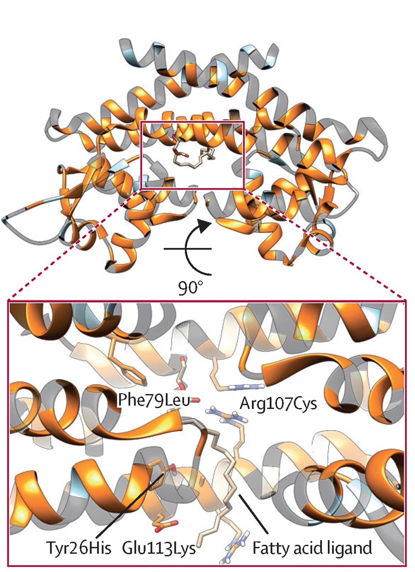 Open access visualization of Protein Structure, Rv0678 Dimer, Resistant Mutations, Susceptible Mutations, Ligand Binding Pocket