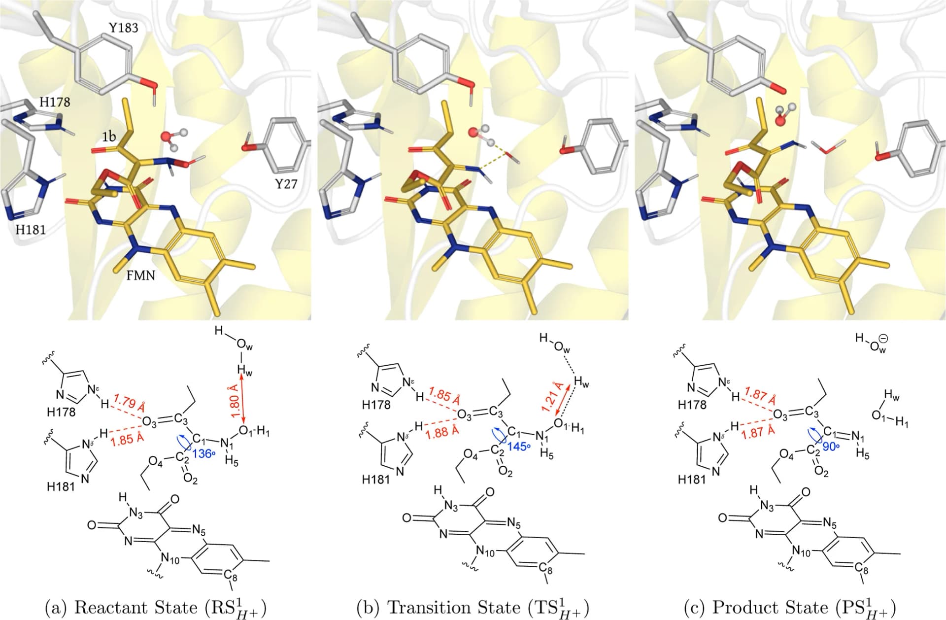 Open access visualization of Protein Structure, Chemical Structure, QM/MM, UB3LYP-6-31G*/OPLS2005, XenA