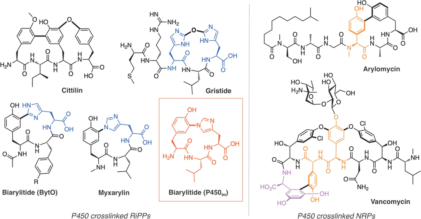 Open access visualization of Chemical Structure, Side Chain Cross-linked Peptides, Ribosomal Peptides, Nonribosomal Peptides, RiPPs-cittilin