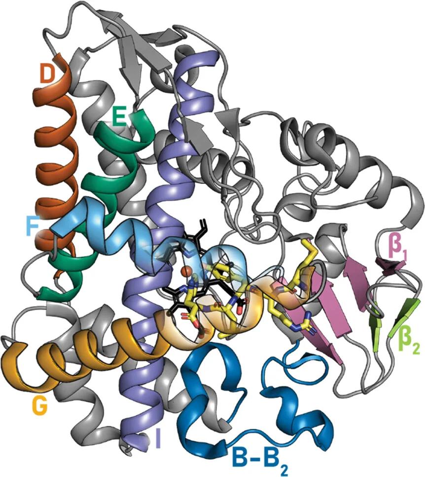 Open access visualization of Protein Structure, P450, Alpha-Helices, Beta-Sheets, Active Site