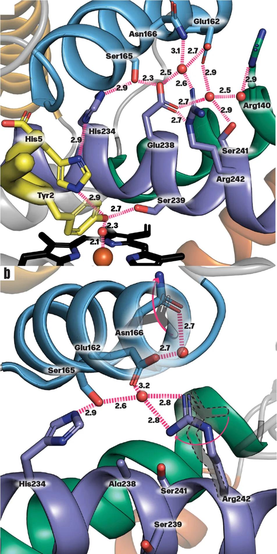 Open access visualization of Protein Structure, P450, Proton Transfer, Active Site, Wild-Type