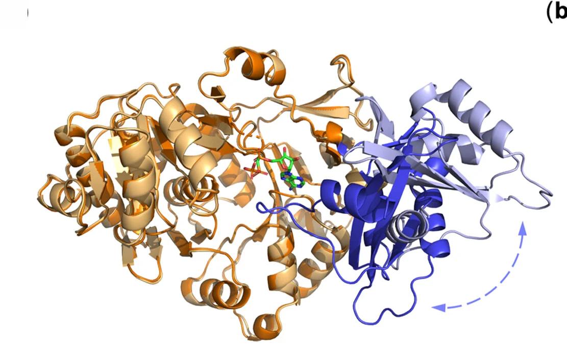 Open access visualization of Protein Structure, ShABS Structures, Adenylation Conformation, Adenylation Domain, Cap Domain
