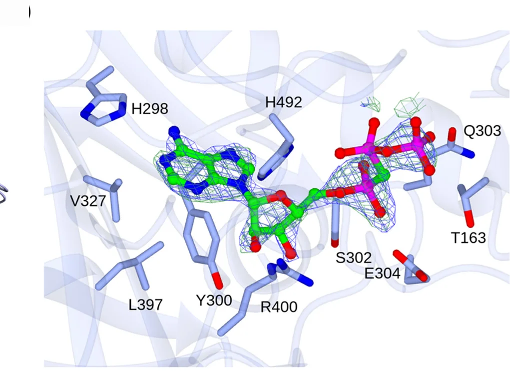 Open access visualization of Protein Structure, Chemical Structure, Electron Density, AMP-CPP, ShABSAd Active Site