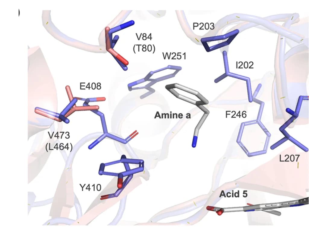 Open access visualization of Protein Structure, Chemical Structure, Amine Binding Tunnel, ShABS, ShABSAm