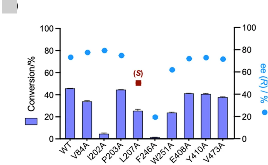 Open access visualization of Bar Plot, Error Bars, Scatter Plot, Wild-type ShABS, Mutants
