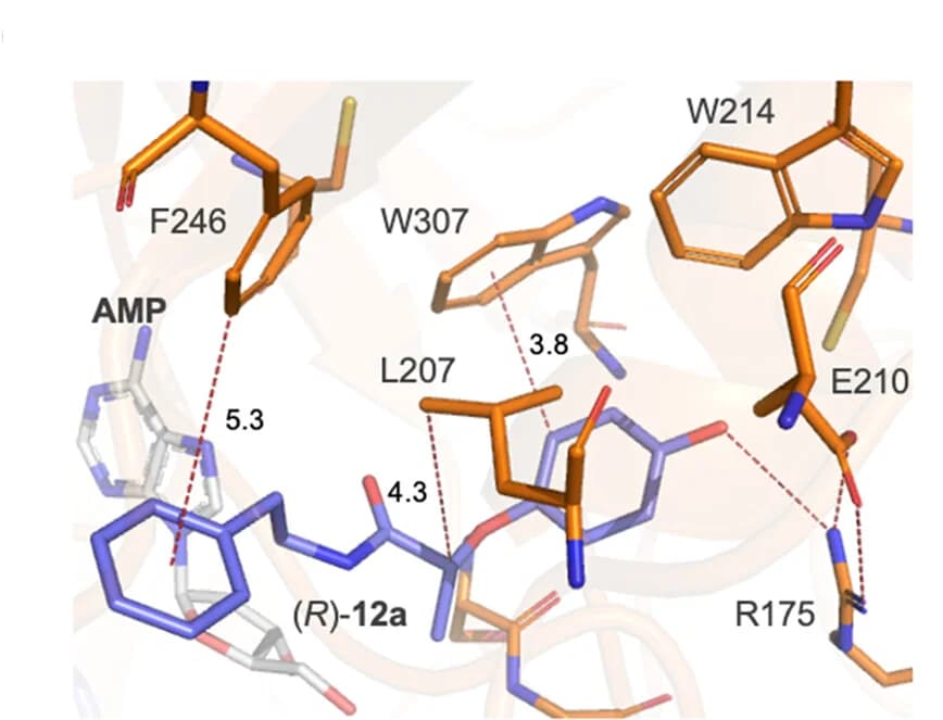 Open access visualization of Protein Structure, Chemical Structure, Docking, Product Enantiomer, Active Site