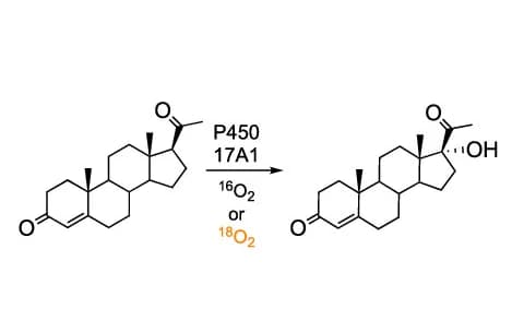 Open access visualization of Chemical Structure, 17alpha-hydroxylation, Progesterone, P450 17A1, 18O Incorporation