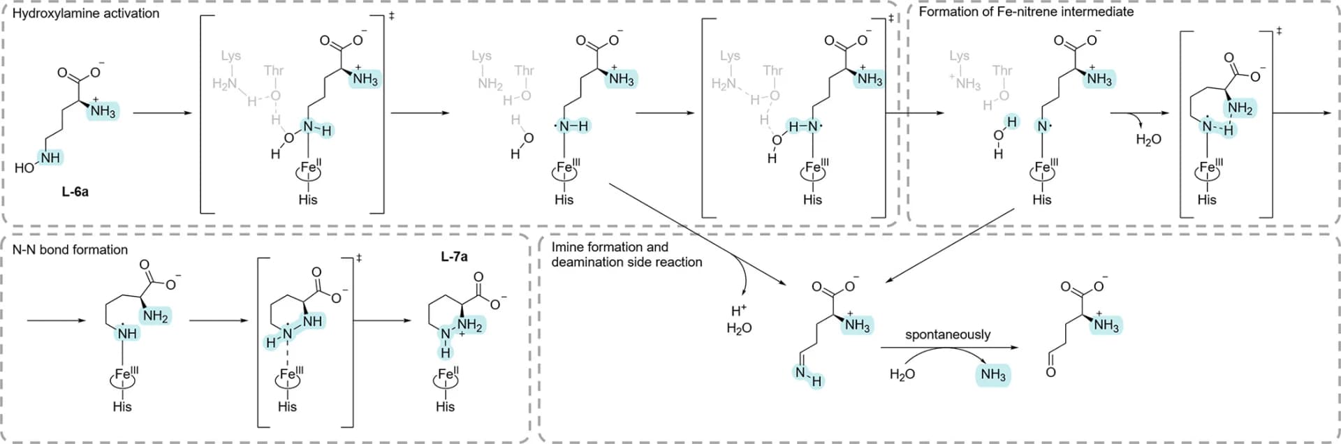 Open access visualization of Chemical Structure, Workflow, PZS, l-N5-hydroxy-l-ornithine, l-piperazic Acid
