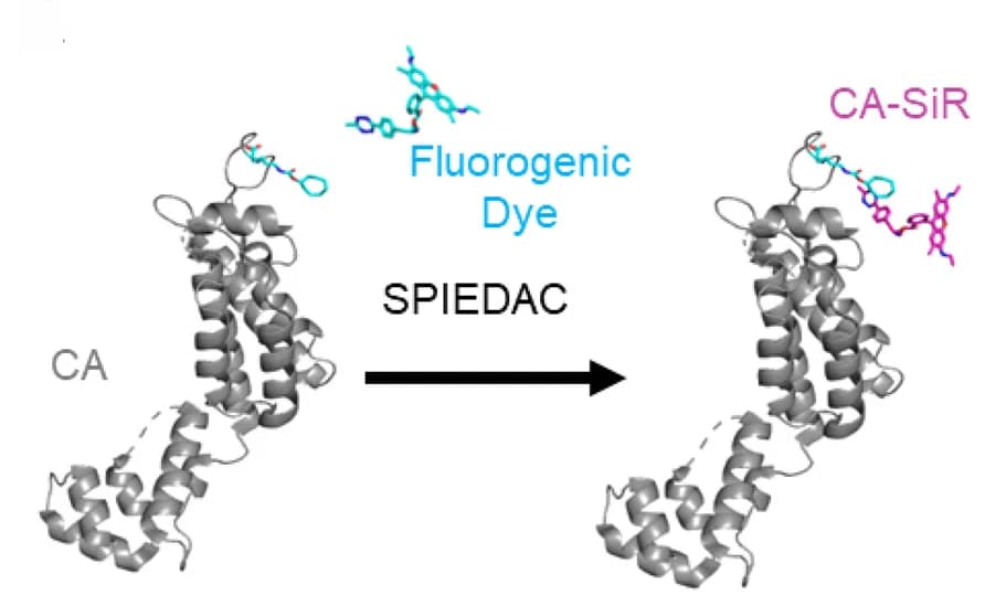 Open access visualization of Chemical Structure, Workflow, CA Protein, SiR-tetrazine, PDB Models