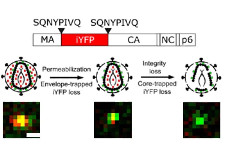 Open access visualization of Workflow, Microscopy, CA*:Gag-iYFP Pseudovirus, iYFP, Capsid