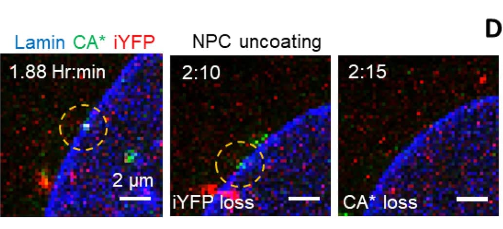 Open access visualization of Microscopy, Live-cell Micrograph, NPC, CA*:Gag-iYFP, Uncoating