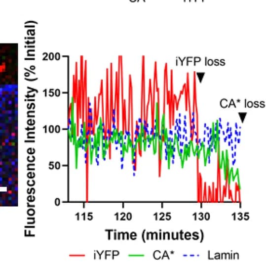 Open access visualization of Line Plot, Single Particle Intensity, CA*:Gag-iYFP, Core