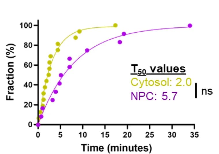 Open access visualization of Scatter Plot, Line Plot, Uncoating Kinetics, Cytosol, NPC