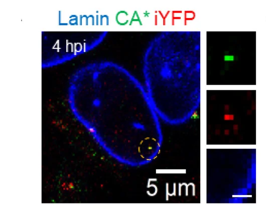 Open access visualization of Microscopy, CA* Capsid, Gag-iYFP, Nucleus, Viral Particles
