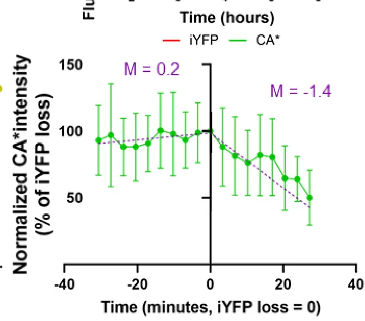 Open access visualization of Line Plot, Error Bars, CA* Capsid, Uncoating Dynamics, iYFP Loss