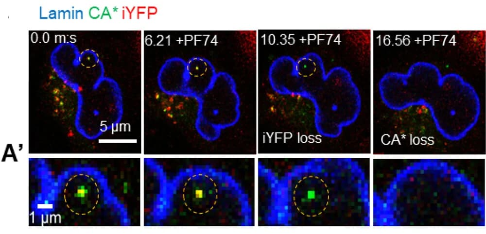 Open access visualization of Microscopy, Live-Cell Micrograph, Nuclear CA*:Gag-iYFP Core, GHOST-SNAP-Lamin Cell, PF74