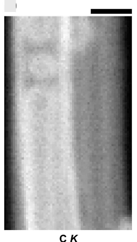 Open access visualization of Microscopy, EELS Maps, HAADF Image, Carbon K-edge