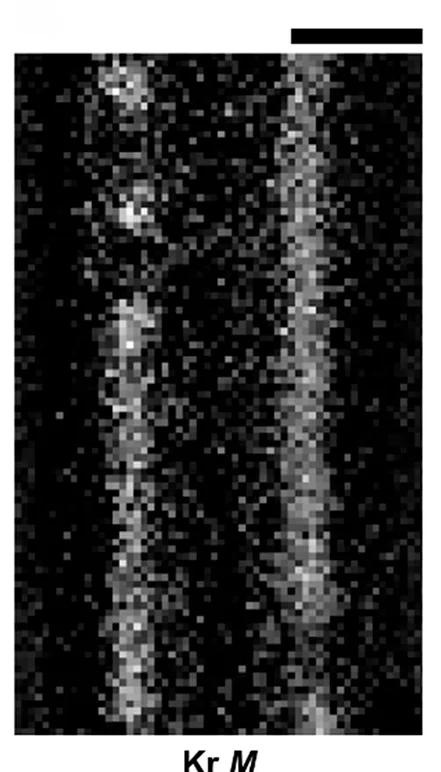 Open access visualization of Microscopy, EELS Maps, HAADF Image, Krypton M-edge