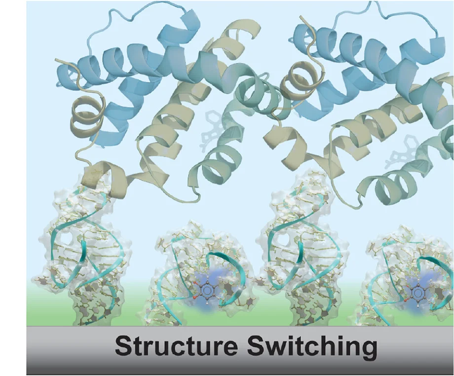 Open access visualization of Protein Structure, Chemical Structure, Aptamer, Structure-Switching, Target Binding