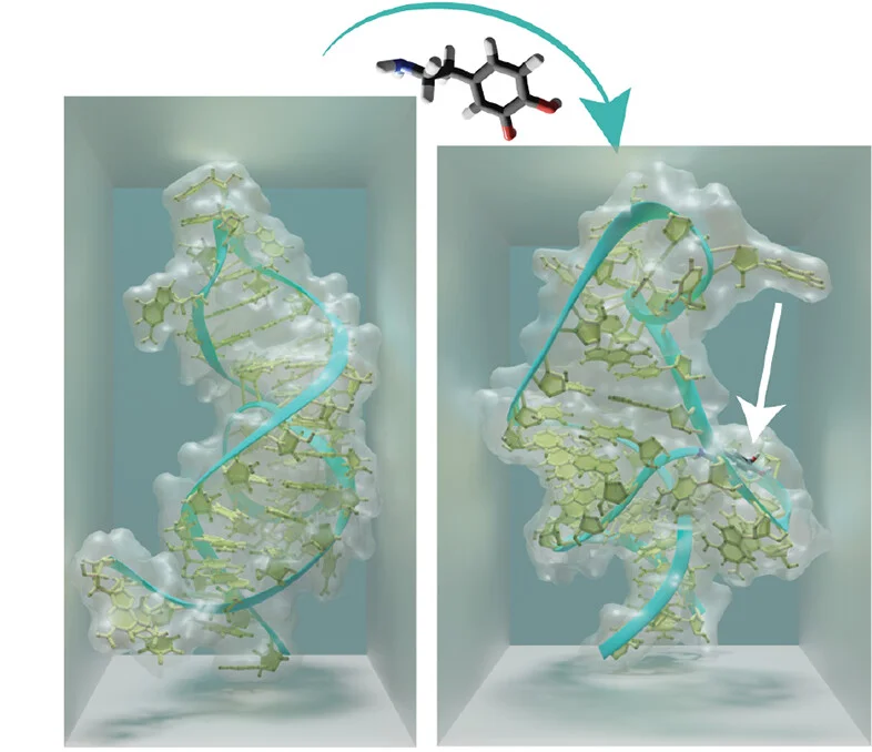 Open access visualization of Protein Structure, Chemical Structure, Molecular Dynamics Simulation, Dopamine Aptamer, Target Analyte