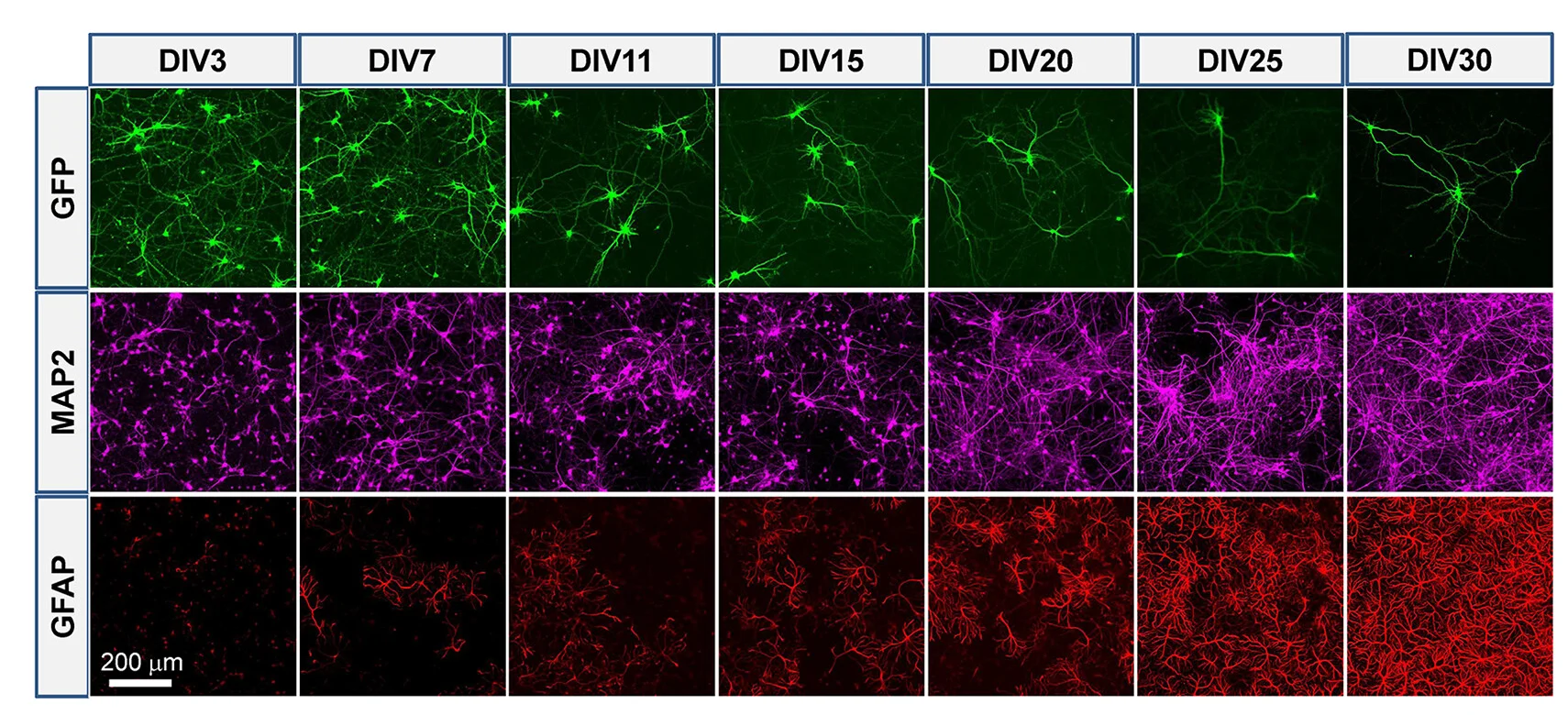 Open access visualization of Microscopy, Representative Images, Transfected Neuron, GFP, Glia Cell Marker